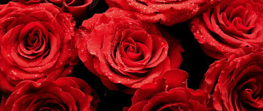 15 plantas que dão flores o ano todo