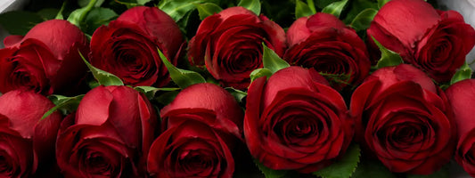 Flores para oferecer: guia de flores para acertar na escolha
