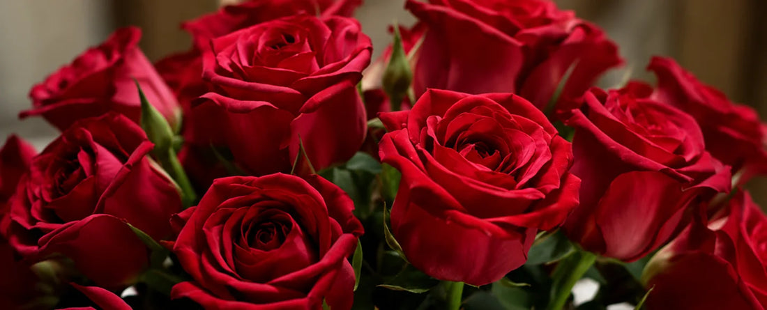 O significado das cores das rosas
