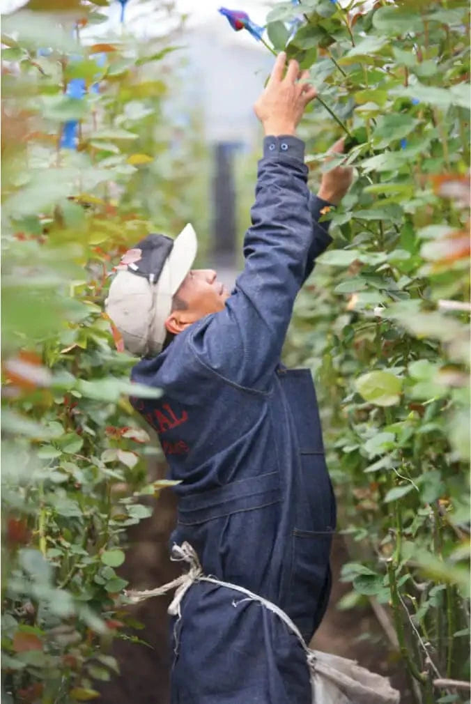 Trabalhador a cultivar rosas premium em estufa nas montanhas dos Andes para a QRoses