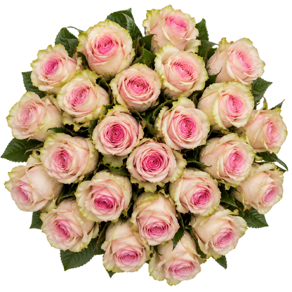 Vista cenital do Ramo Elegance de 25 rosas cor-de-rosa com bordas esverdeadas QRoses