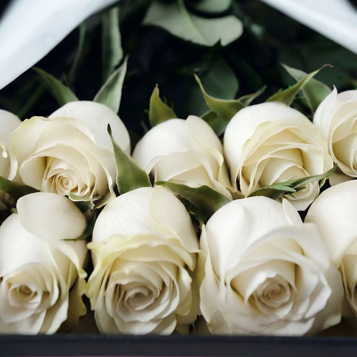 Close-up de rosas brancas premium QRoses, com pétalas elegantes e folhagem verde, apresentadas dentro da caixa de luxo.