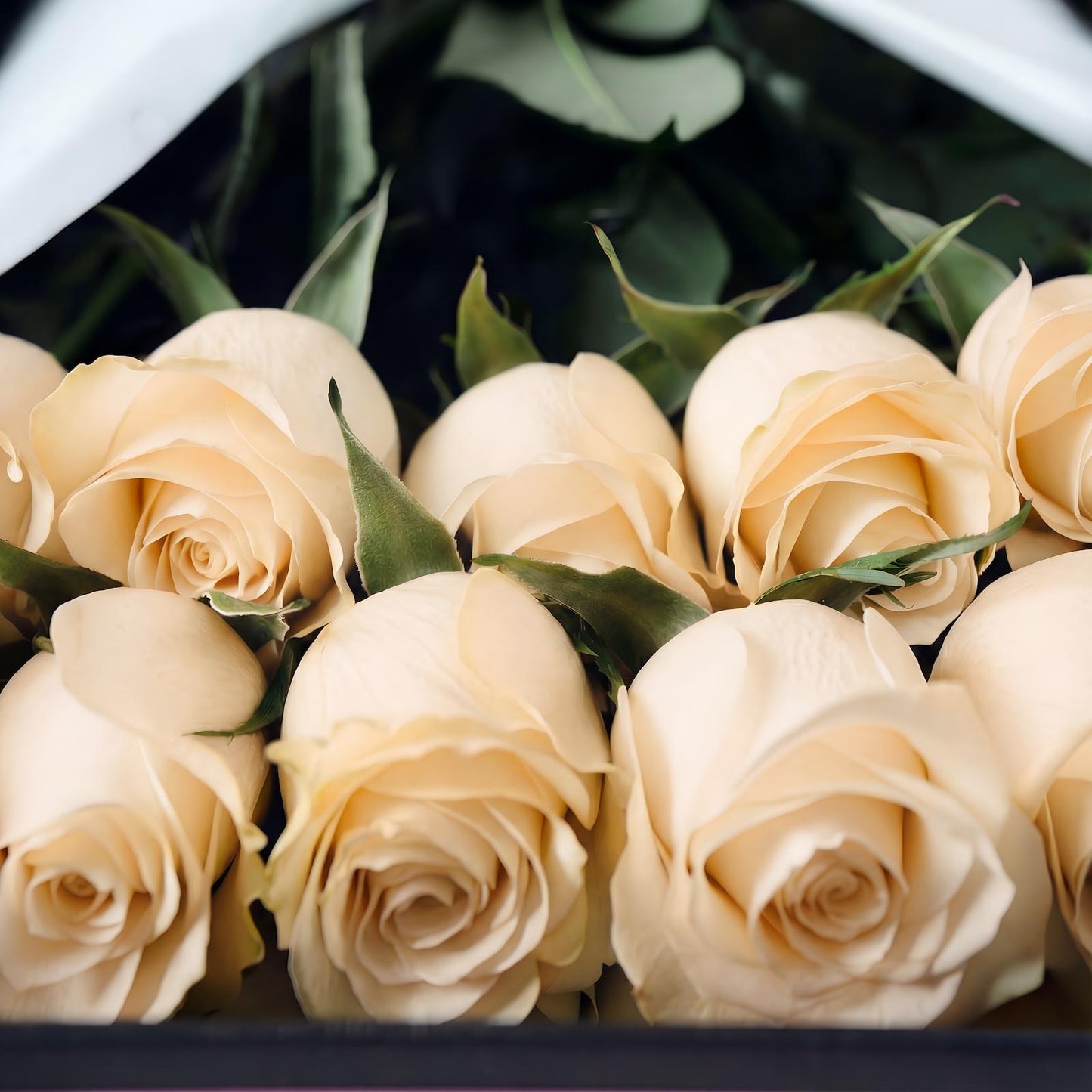 Rosas Brancas em Caixa
