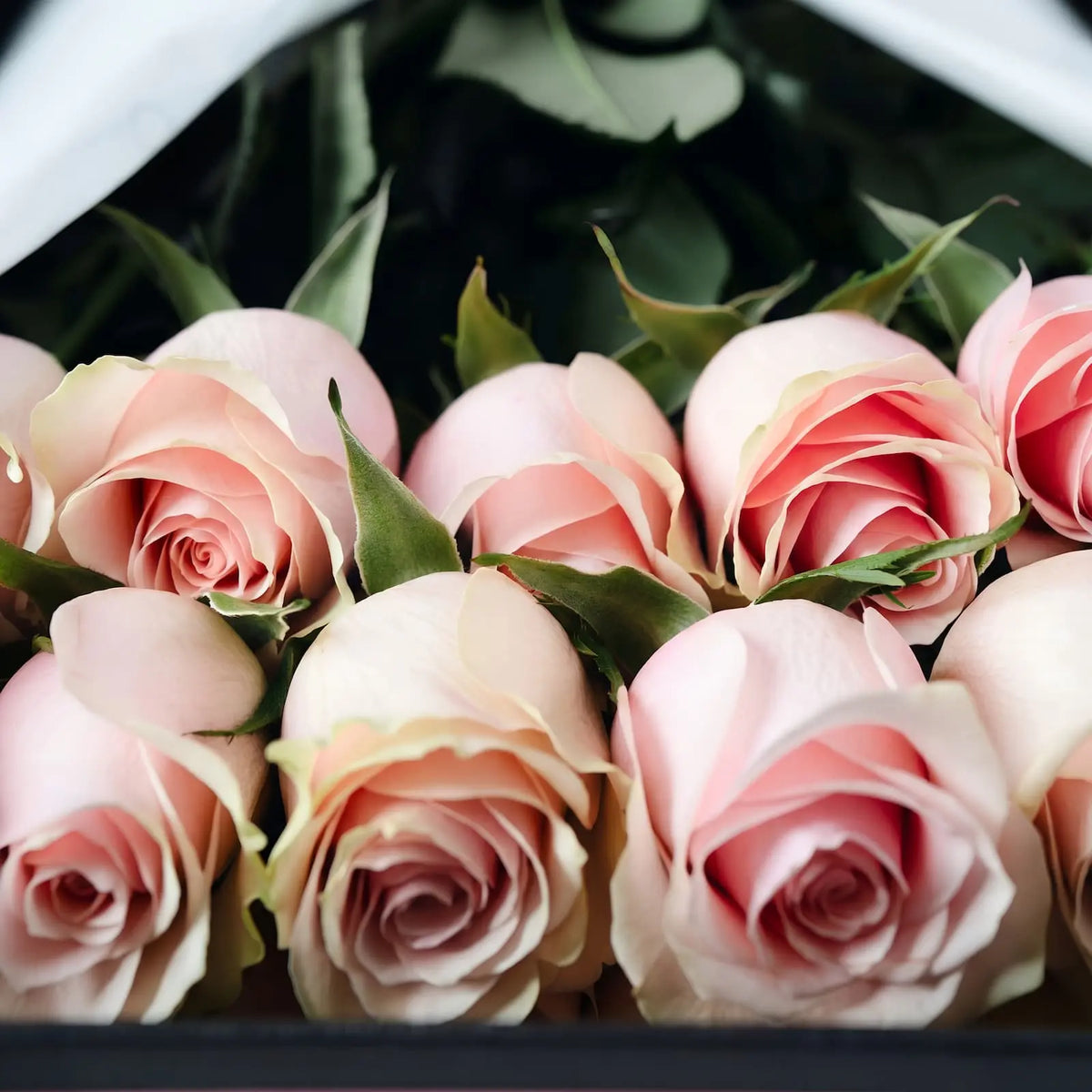 Close-up de rosas cor-de-rosa premium QRoses, com pétalas suaves e folhagem verde, apresentadas dentro de uma caixa de luxo.