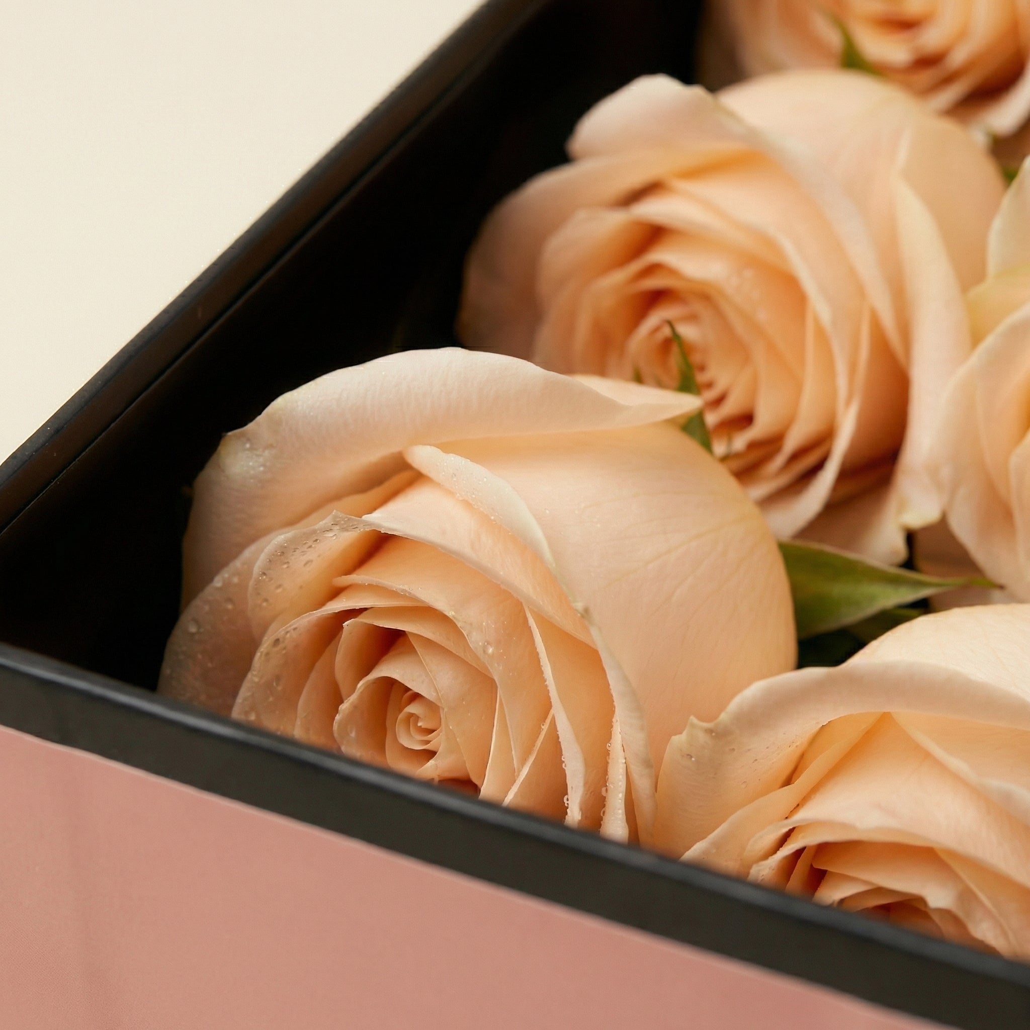 Close-up de rosas premium cor pêssego na Flute Box QRoses