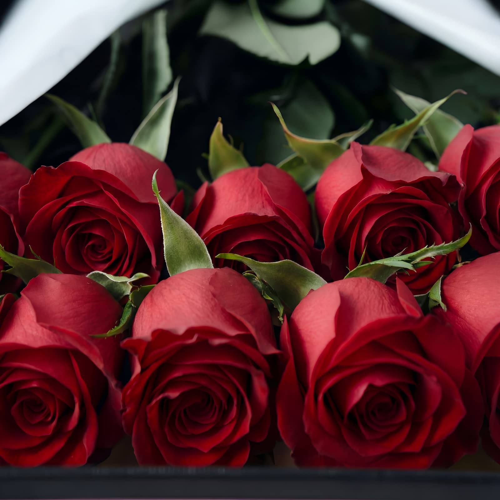 Rosas vermelhas premium QRoses cultivadas nos Andes